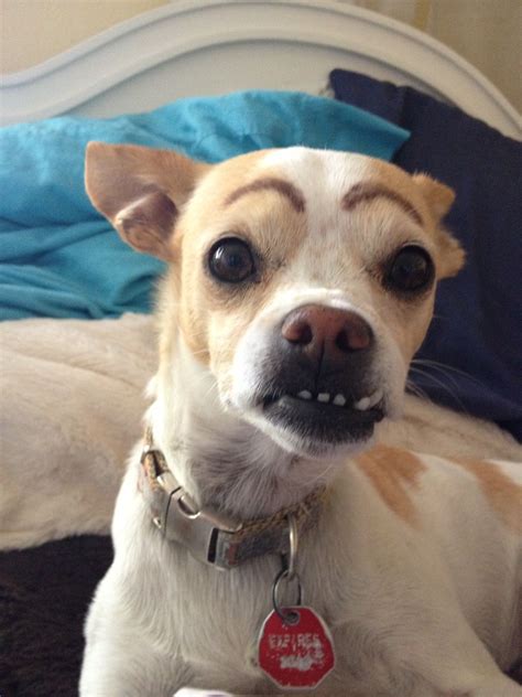 23 Dogs With Eyebrows ideas | dog with eyebrows, dogs, eyebrows