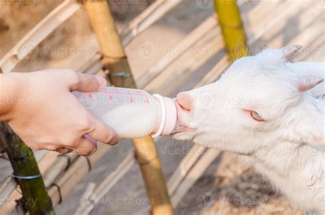 feeding baby goat with milk bottle at farm,Feed the hungry goat with ...