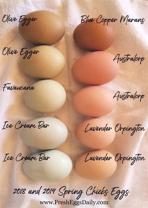 Which chicken breeds lay which color eggs? Here's a handy chart ...