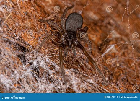Female Southern House Spider Stock Image - Image of macro, weaver ...