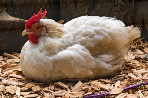 Cornish Cross Chicken Breed: Your Guide to a Champion Meat Bird ...