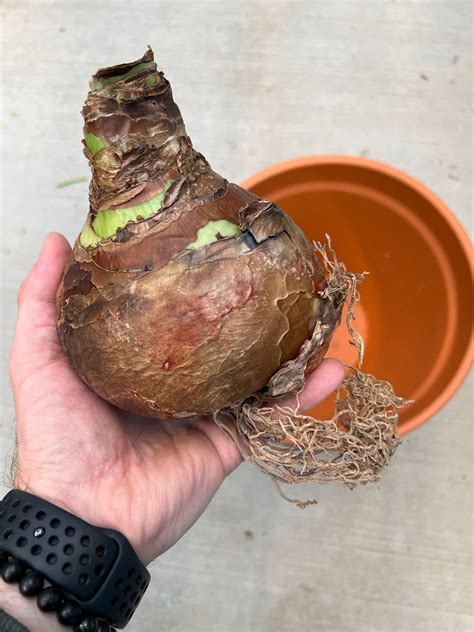 When Do You Plant Amaryllis