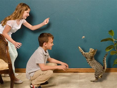 Cat Dancer Cat Toy: $4 Cat-Approved Toy to Keep Your Cats Entertained