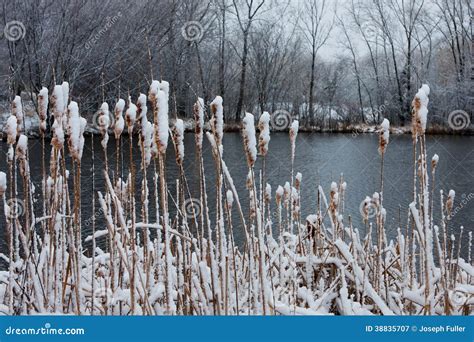 Winter Willows at a Pond stock image. Image of cold, still - 38835707
