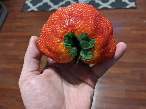 Largest Strawberry Ever
