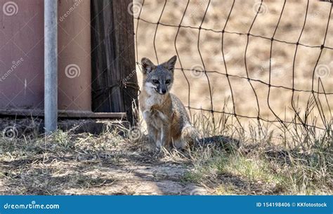Catalina Island Fox stock photo. Image of catalina, california - 154198406