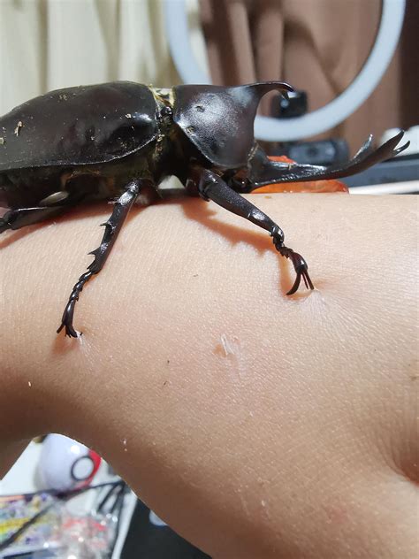 Japanese Fighting Beetle Japanese Rhinoceros Beetle(Trypoxylus