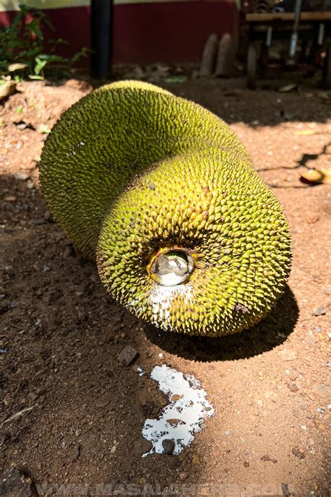 Breadfruit VS Jackfruit: What's the difference?