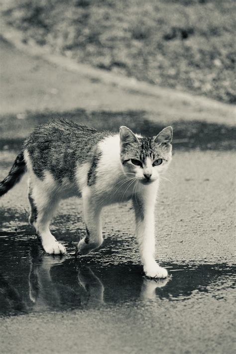 Small+Puffy+Breasts Photos, Download The BEST Free Small+Puffy+Breasts ...