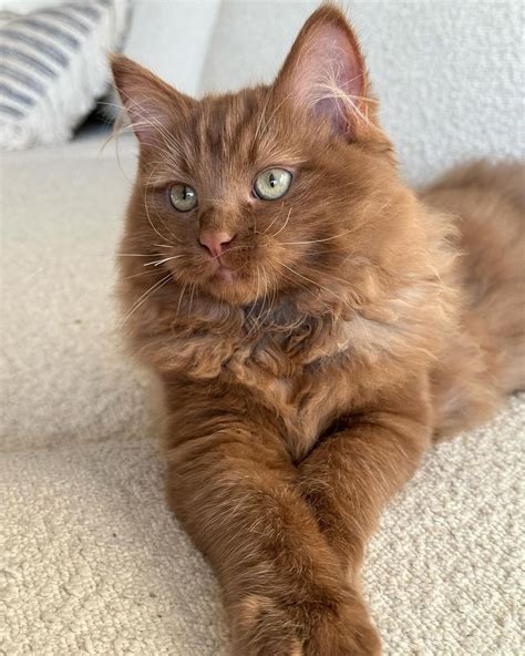 Norman The Brown Ragdoll on Instagram: "It’s the paw cross for me 🥹 ️ is it strange that this ...