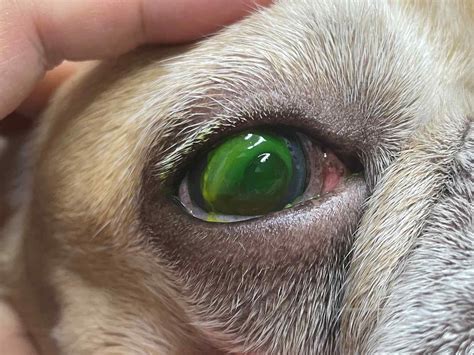 Chula Researchers Advance Canine Corneal Wound Treatment - Thailand News