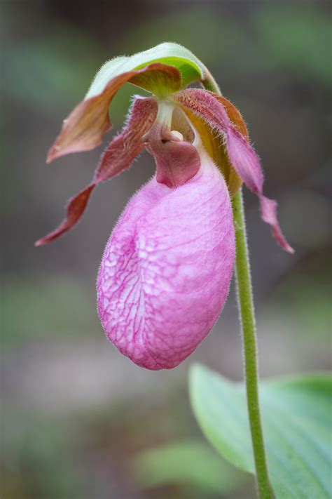 Stages of Growth of Pink Lady's Slipper Orchids — Todd Henson Photography