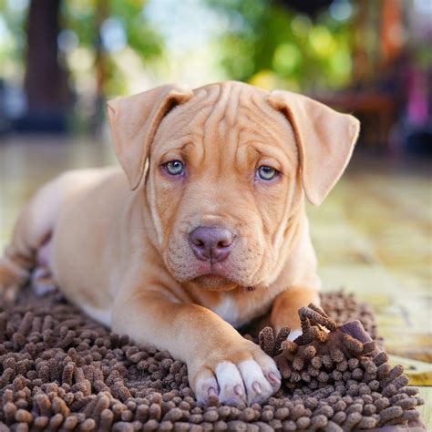 Meet 6 Friendly English Dog Breeds Full of Charm, Vets Say - Parade Pets