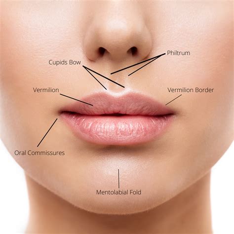 Lip O Medical Terminology