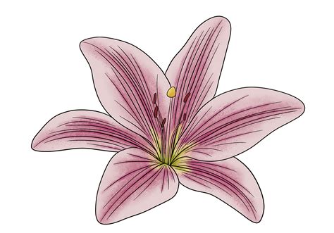 How To Draw A Lily Flower How To Draw A Lily Flower, Realistic Lily