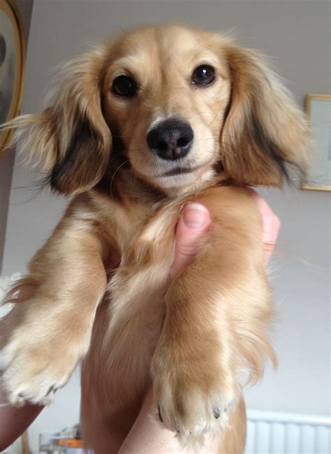 Long Haired Dachshund Papillon Mix Stewie the Chihuahua Mix | Dogs ...