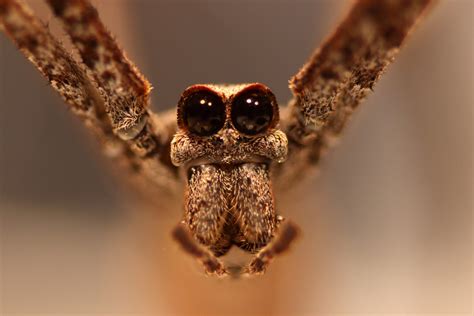 Ogre-faced spiders have great hearing—without ears | National Geographic
