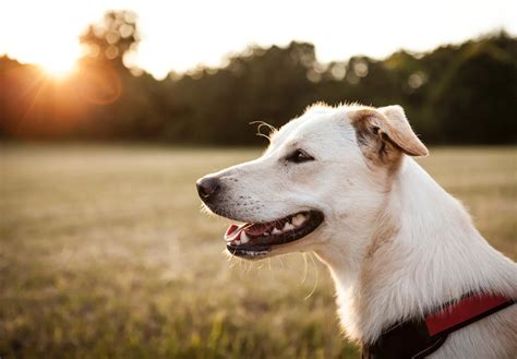 Mechanicsville Animal Hospital provides quality veterinary care for ...