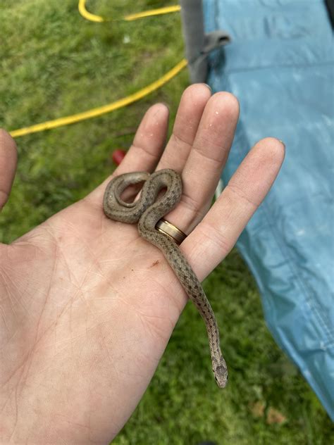Baby Common Garter Snake Snakes Of Massachusetts