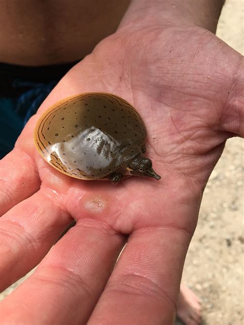 Baby Turtle Without Shell