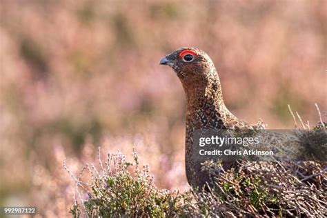 1,677 Heather Bird Stock Photos, High-Res Pictures, and Images - Getty ...