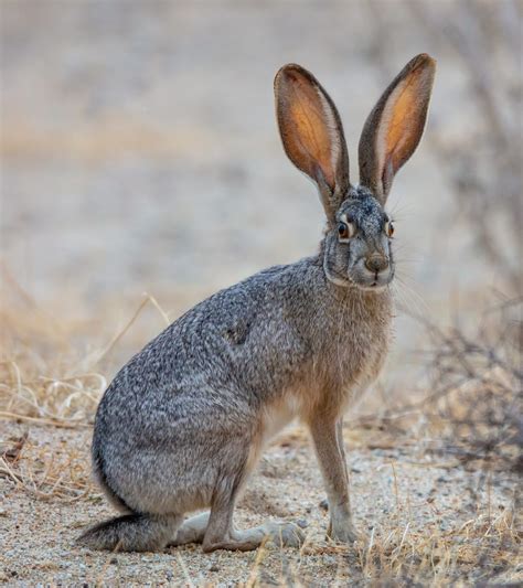 What is a Blacktail Jackrabbit (Lepus californicus) | Southwest Explorers