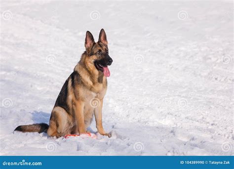 Alsatian Dog on the Frozen Lake Stock Photo - Image of russia, portrait ...