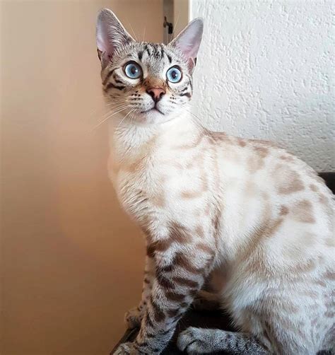 Snow bengal cat everything you need to know – Artofit