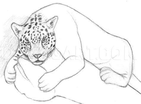 How To Draw A Jaguar, Drawing, Step by Step, by finalprodigy - DragoArt