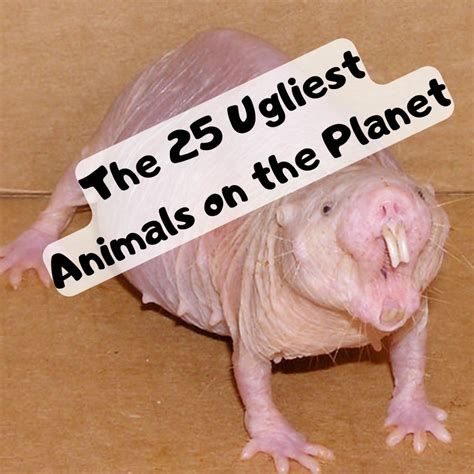 The Top 25 Ugliest Animals on Earth - Owlcation