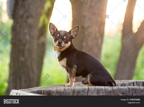 Cute Brown Chihuahuas