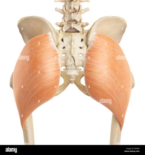 Anatomy of human buttocks hi-res stock photography and images - Alamy