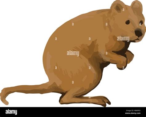 Quokka vector vectors hi-res stock photography and images - Alamy