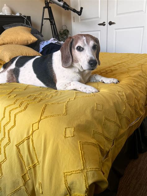 Meet Otto our 8 year old pup. Two weeks ago we received devastating news that our boy has TCC ...