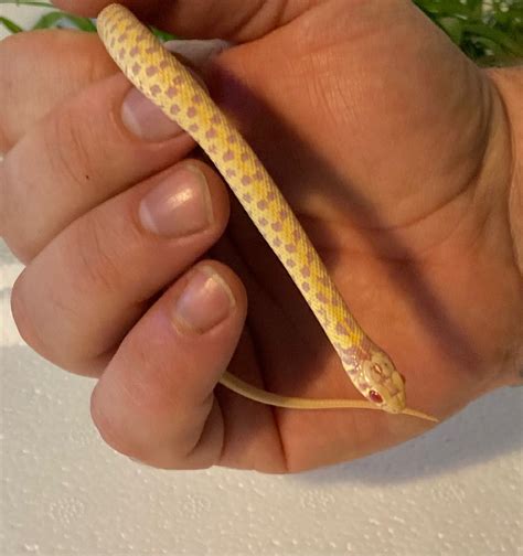 Albino and normal Checkered Garter Snakes | Reptile Forums