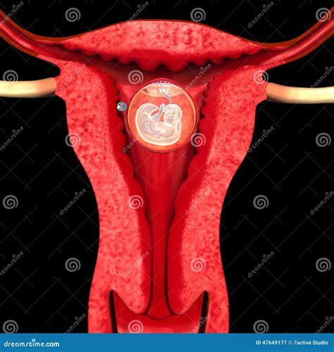 Female reproductive system stock illustration. Illustration of medicine - 47649177