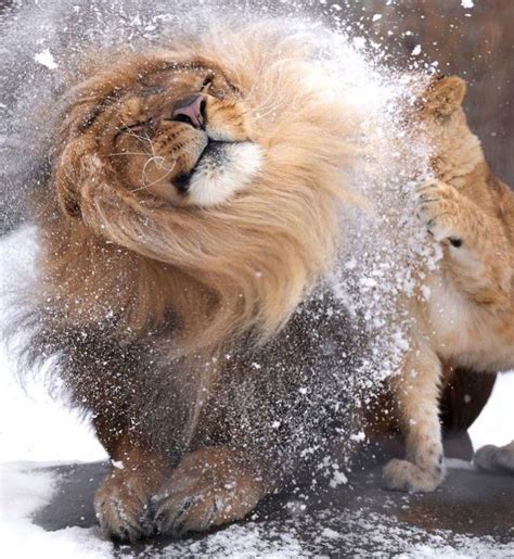 Playful Lions in the Snow