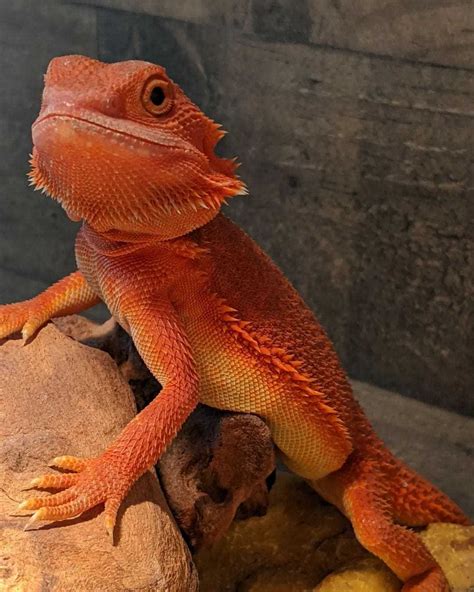 Bearded Dragon Neck Color
