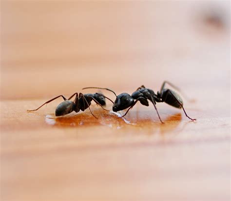 What Do Ants Eat? - Insect Lore