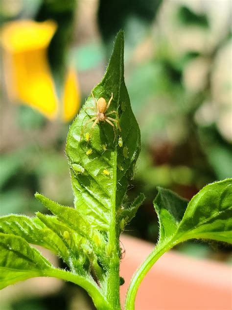 Do cellar spiders eat oothecas? : r/spiders