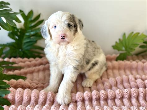 Sully - Mini Sheepadoodle Puppy for Sale in Mt. Hope, OH | Lancaster ...