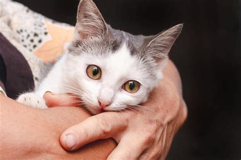 Conway Humane Society Nh