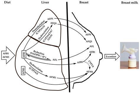Human Breast Milk Contamination with Aflatoxins, Impact on Children's ...