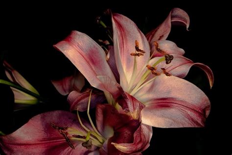 lily wallpaper lockscreen macbook ipad in 2025 | Lily wallpaper, Iphone ...