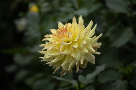 Hart's Bonnie - Under the Sun Flower Company