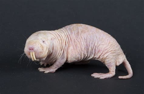 Creature Feature: Naked mole-rat