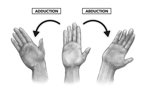 Wrist Abduction And Adduction Focused Muscle Stabilization For Wrist