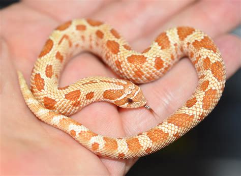 Hognose Snakes As Pets Hognose Snake Facts And Inform - vrogue.co