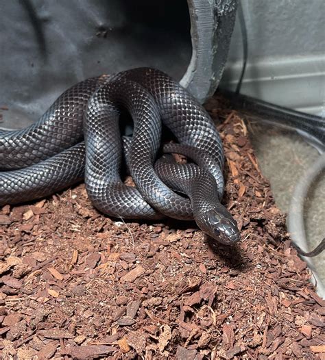 Mexican Black Kingsnake