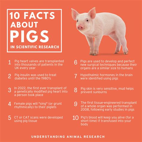 10 Facts Pigs :: Understanding Animal Research